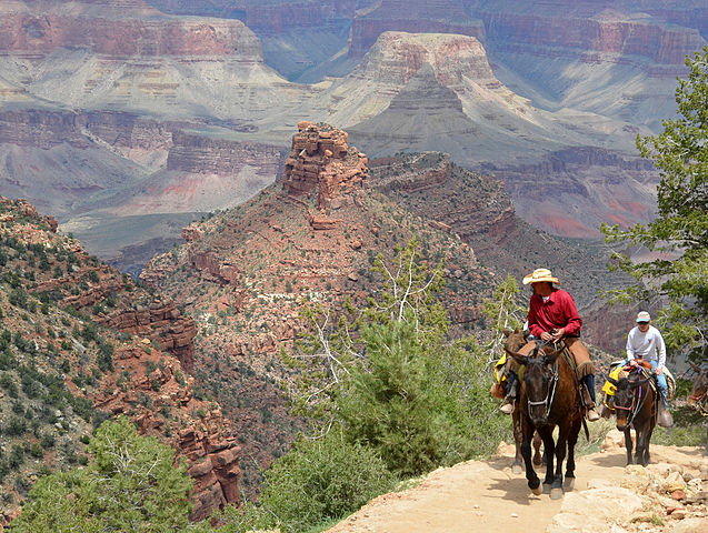 grand canyon mule