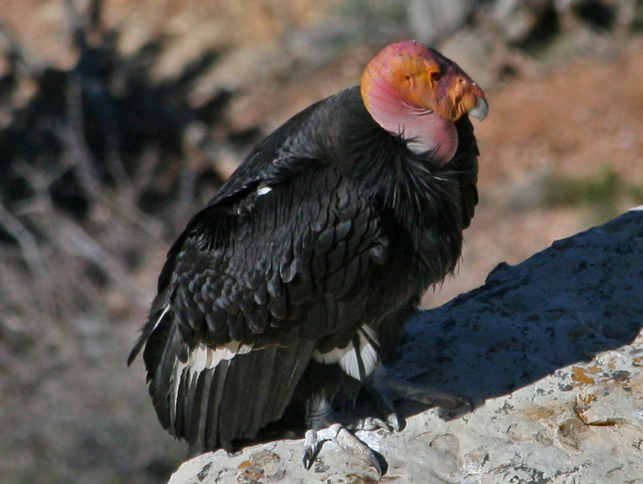 birds of the grand canyon-californiacondor