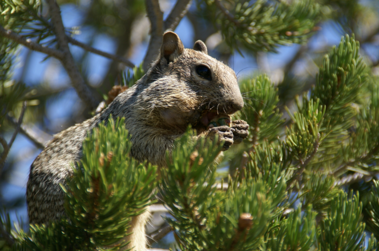 Rock Squirrels Considered the Most Dangerous Animal at the National Grand Canyon