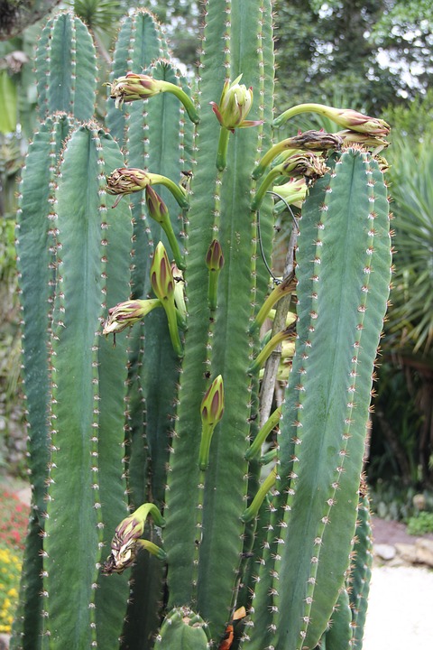 Cereus Cactus - edible plants of the grand canyon